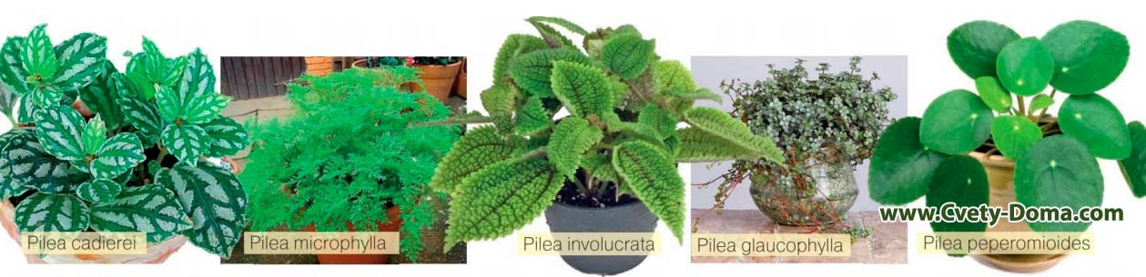 colecție pe bază de plante pentru tratamentul artrozei)